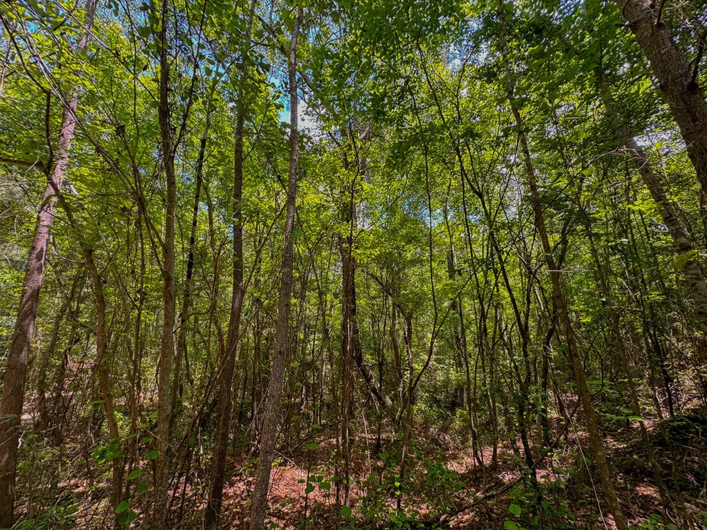 0 Holsombech Swamp Road Sprott AL 36756