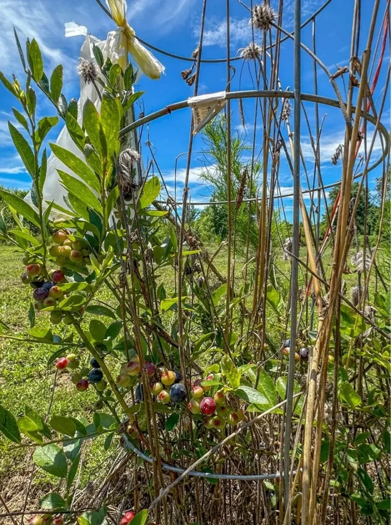 2471 Camden Bypass Camden AL 36726