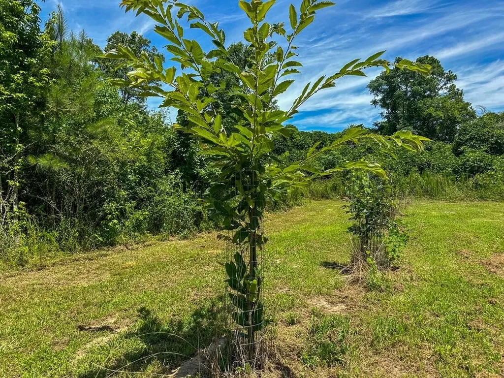 2471 Camden Bypass Camden AL 36726