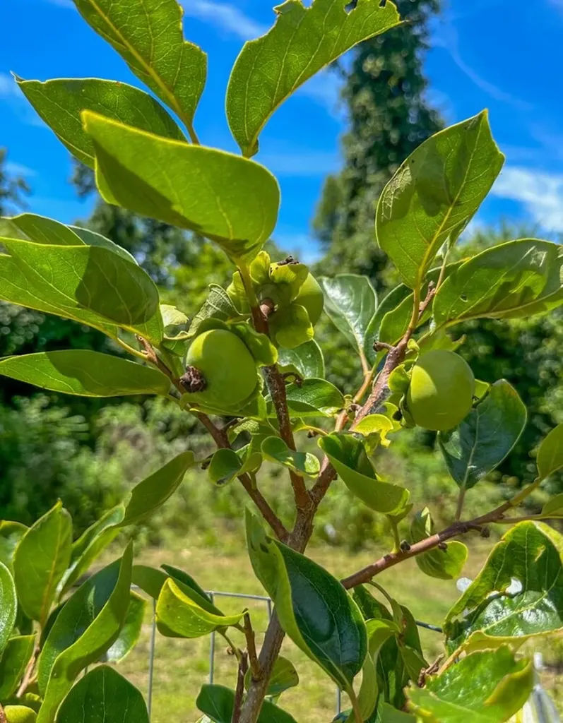 2471 Camden Bypass Camden AL 36726