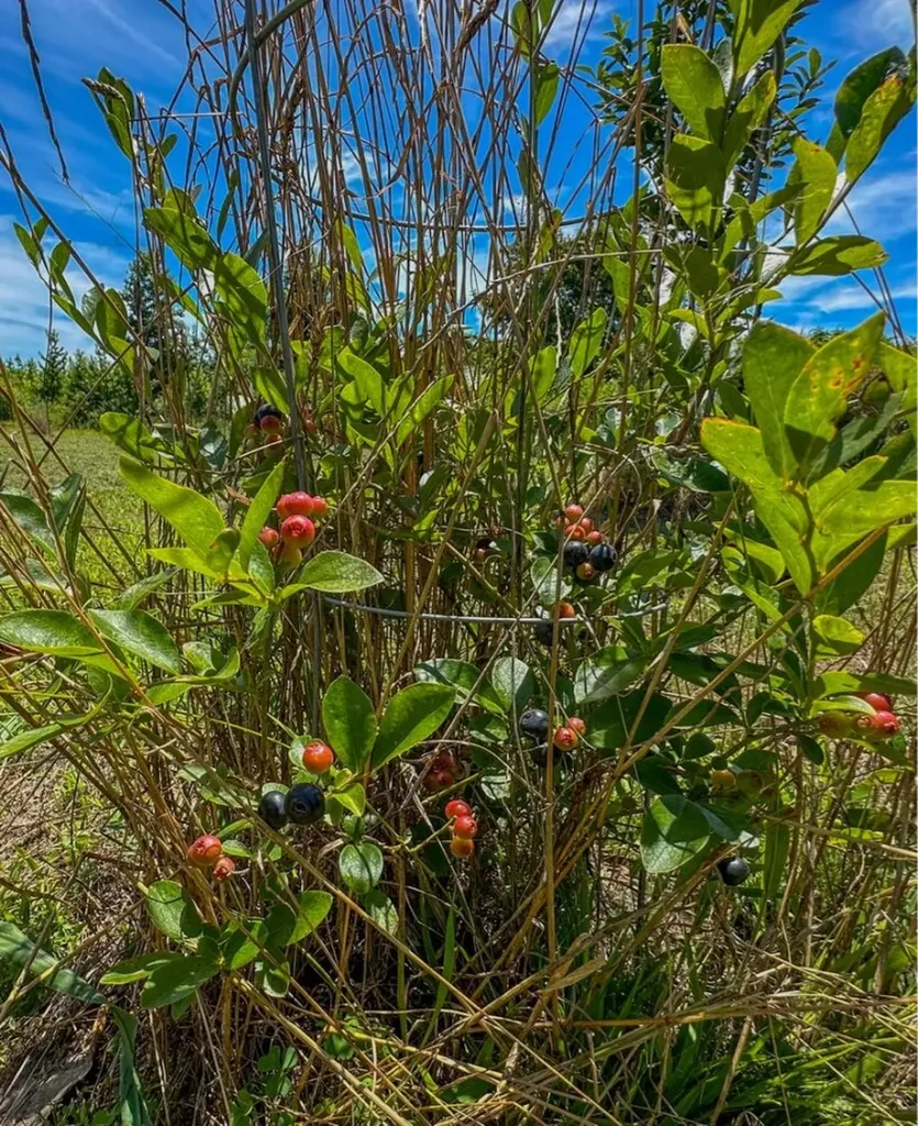 2471 Camden Bypass Camden AL 36726