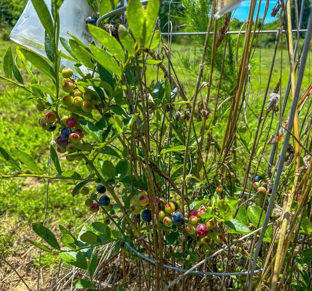 2471 Camden Bypass Camden AL 36726