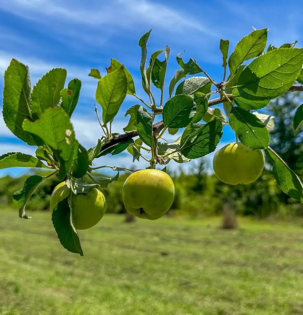 2471 Camden Bypass Camden AL 36726