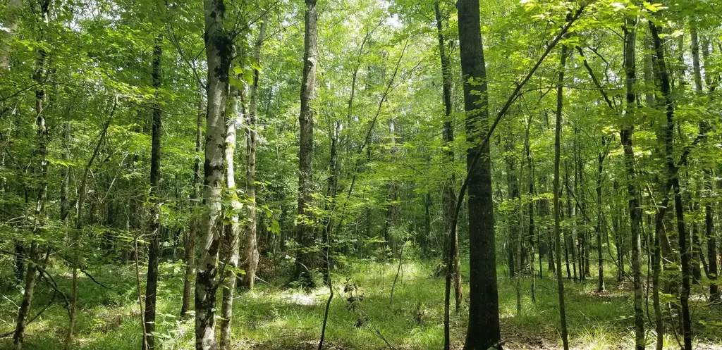 974 Merrifield Drive Valley Grande AL 36701