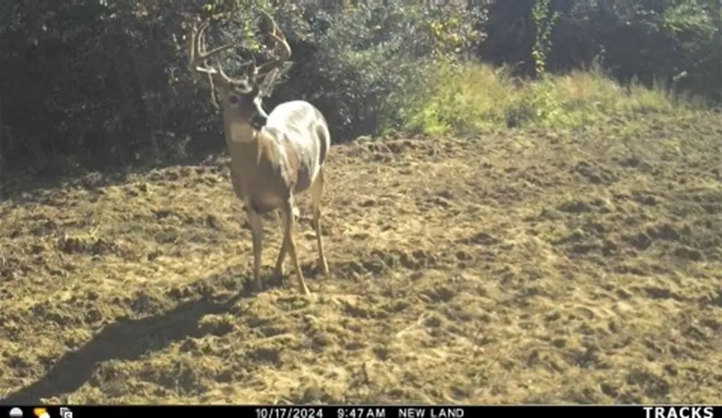 974 Merrifield Drive Valley Grande AL 36701