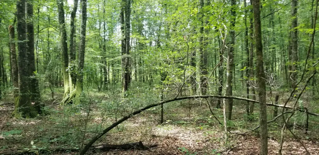 974 Merrifield Drive Valley Grande AL 36701