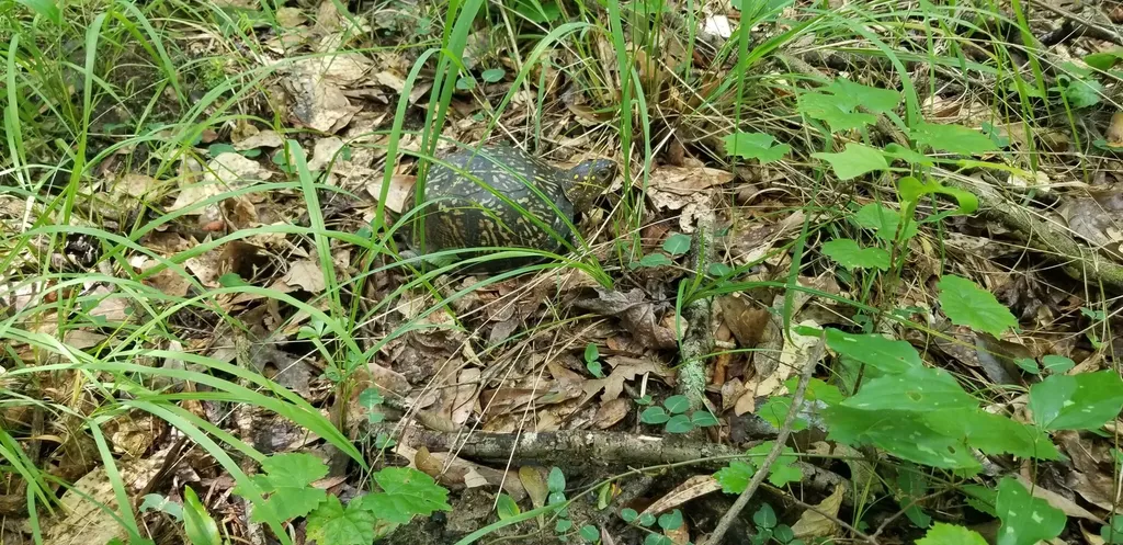 974 Merrifield Drive Valley Grande AL 36701