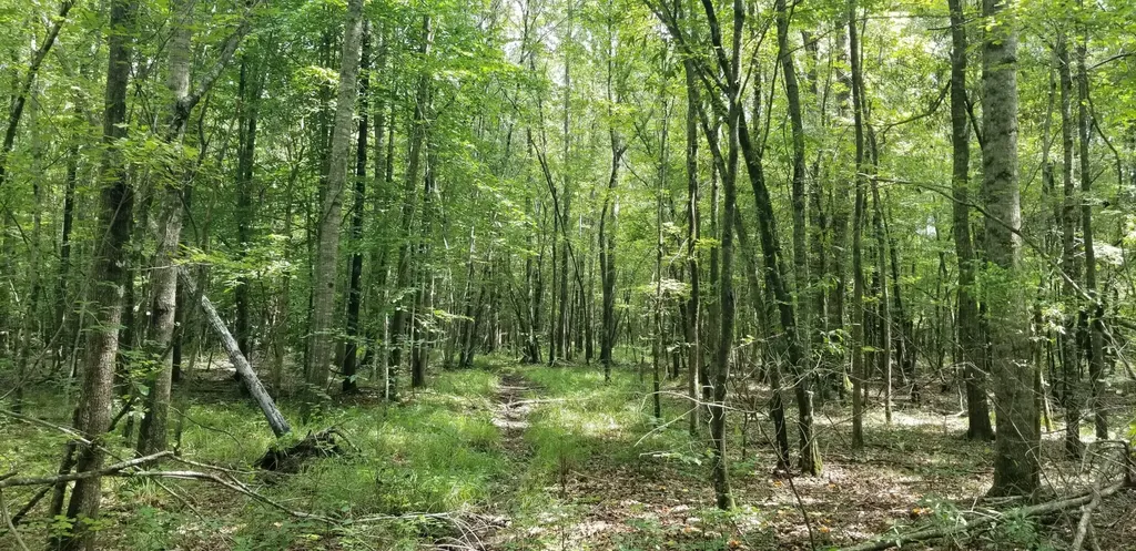 974 Merrifield Drive Valley Grande AL 36701