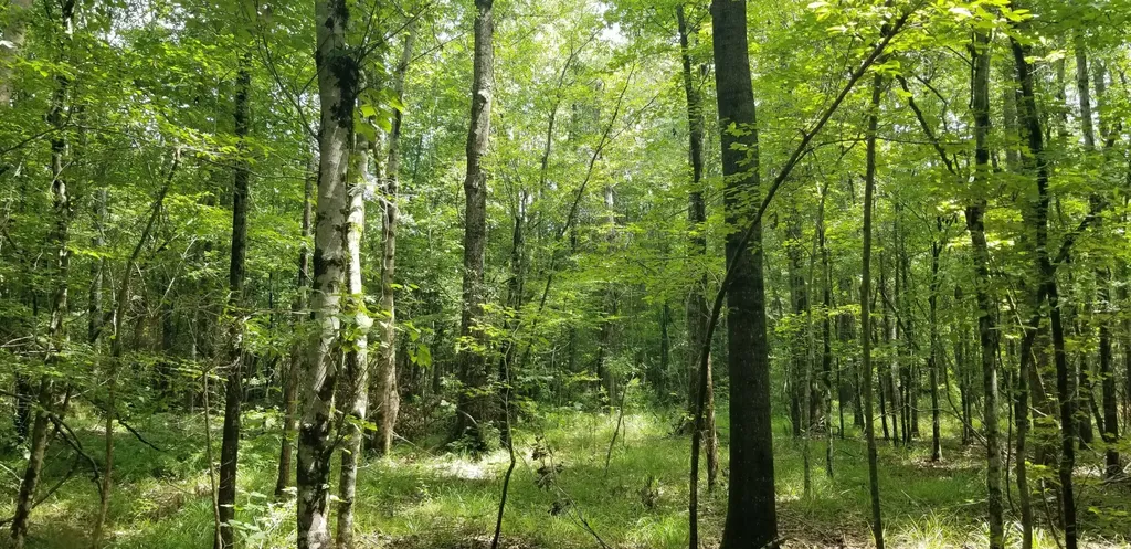 974 Merrifield Drive Valley Grande AL 36701