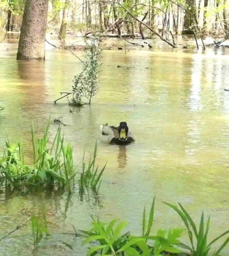 0 Reedy Branch Road Hamilton AL 35570