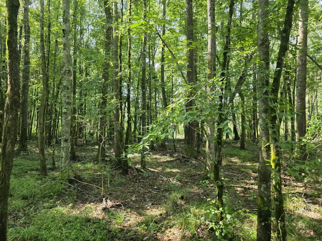 0 Reedy Branch Road Hamilton AL 35570