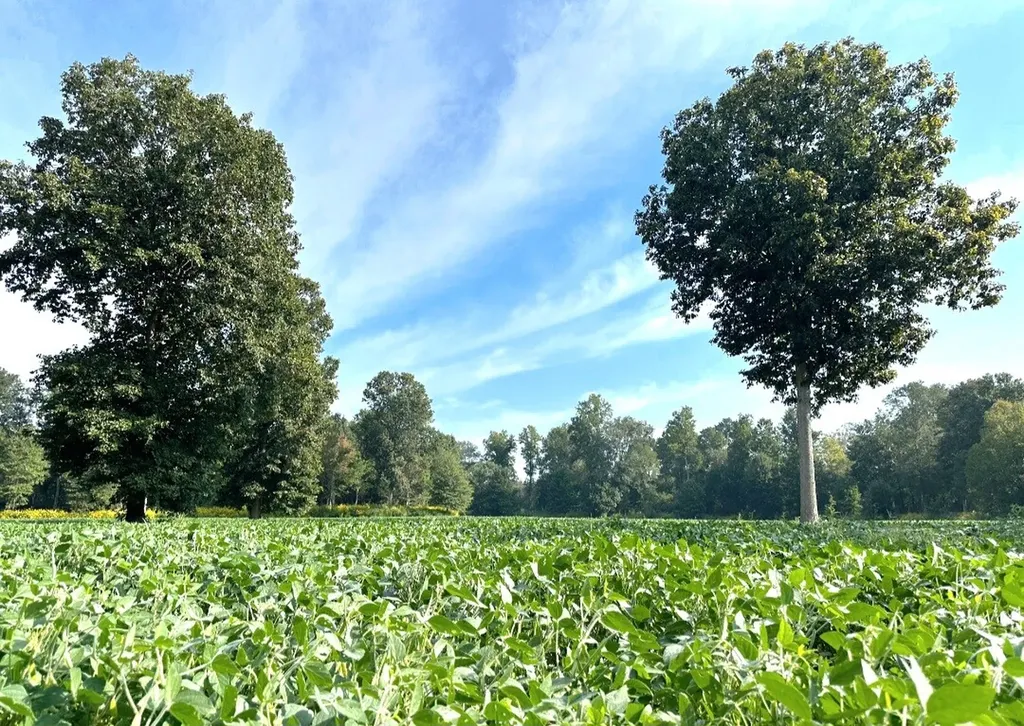 0 Reedy Branch Road Hamilton AL 35570