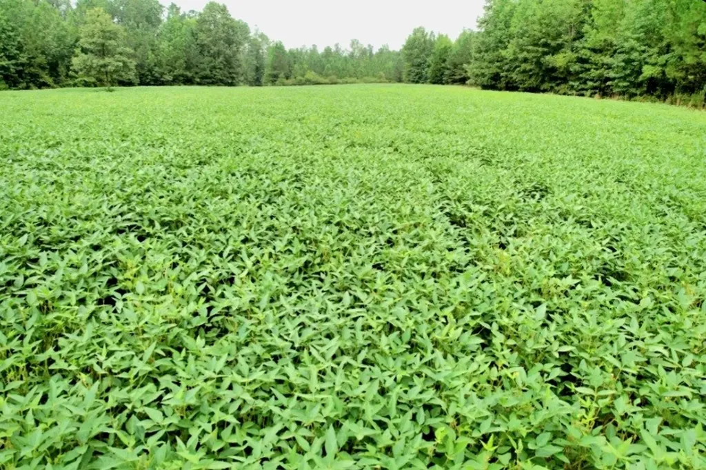 0 Reedy Branch Road Hamilton AL 35570