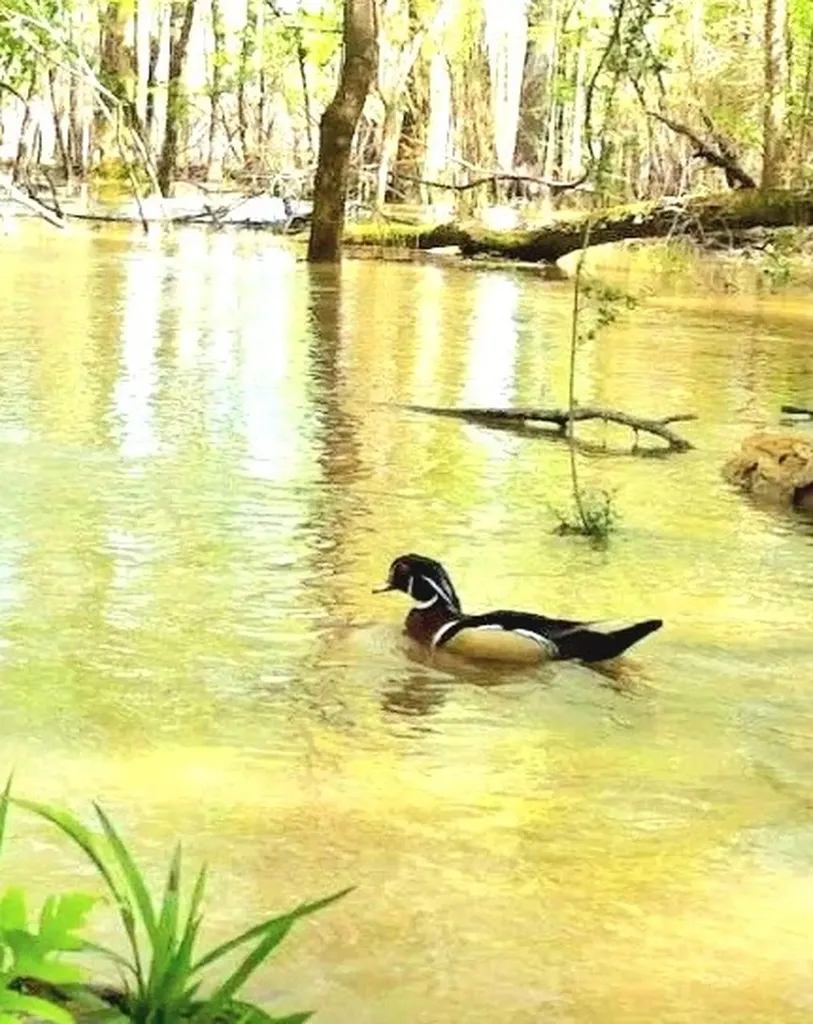 0 Reedy Branch Road Hamilton AL 35570