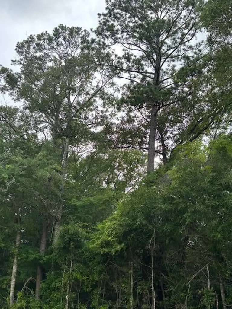 0 Jordon Grove Road Dozier AL 36028