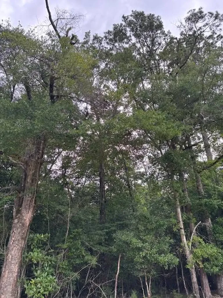 0 Jordon Grove Road Dozier AL 36028