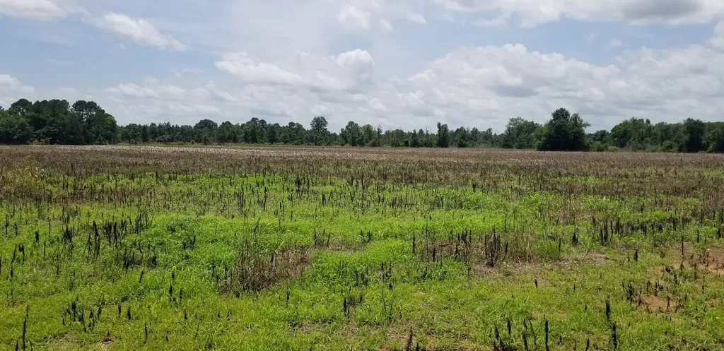 0 County Road 6, Tract A Selma AL 36701