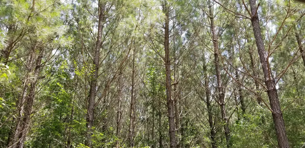 0 County Road 6, Tract A Selma AL 36701