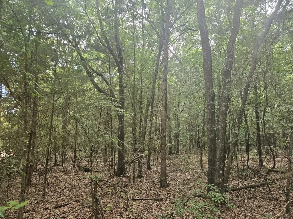 0 Baker Whatley Road, County Road 519 Midland City AL 36350