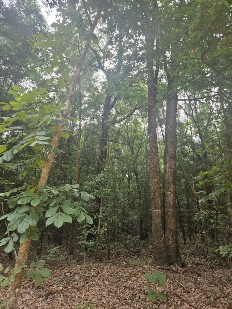 0 Baker Whatley Road, County Road 519 Midland City AL 36350