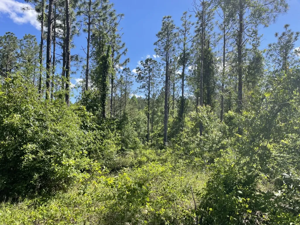 0 Highway 17 Butler AL 36904