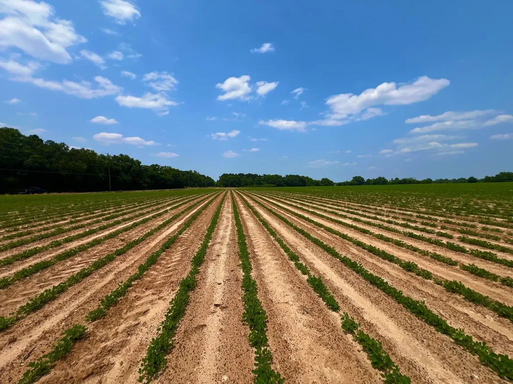 0 Rocky Creek Road Ashford AL 36312