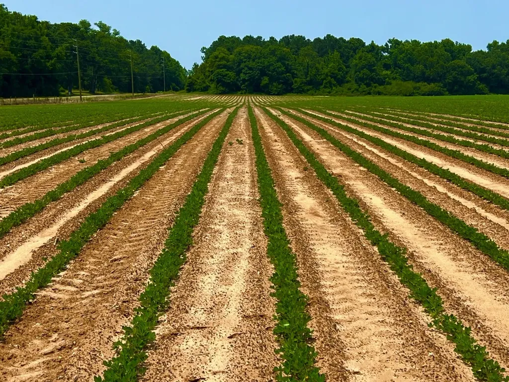 0 Rocky Creek Road Ashford AL 36312