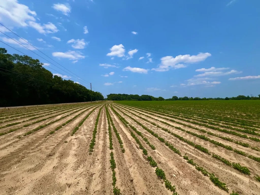 0 Rocky Creek Road Ashford AL 36312