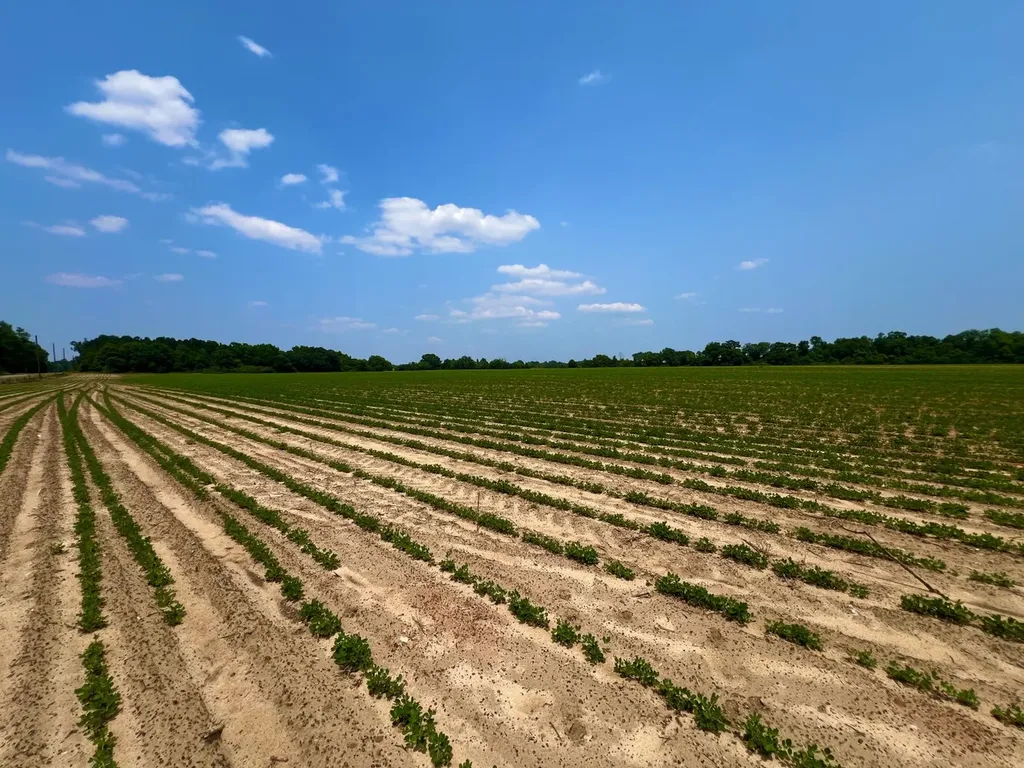 0 Rocky Creek Road Ashford AL 36312