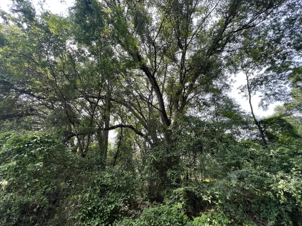 0 Rocky Creek Road Ashford AL 36312