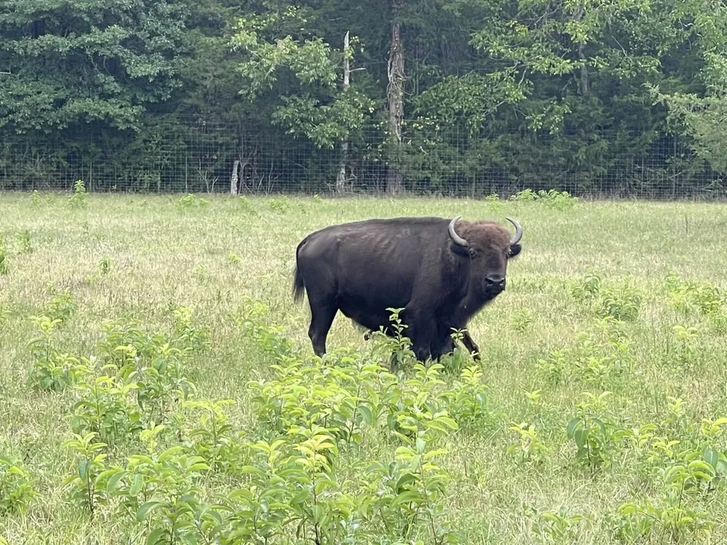 6040 Highway 28 E Pine Apple AL 36768