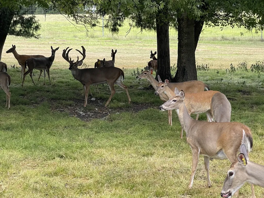 6040 Highway 28 E Pine Apple AL 36768