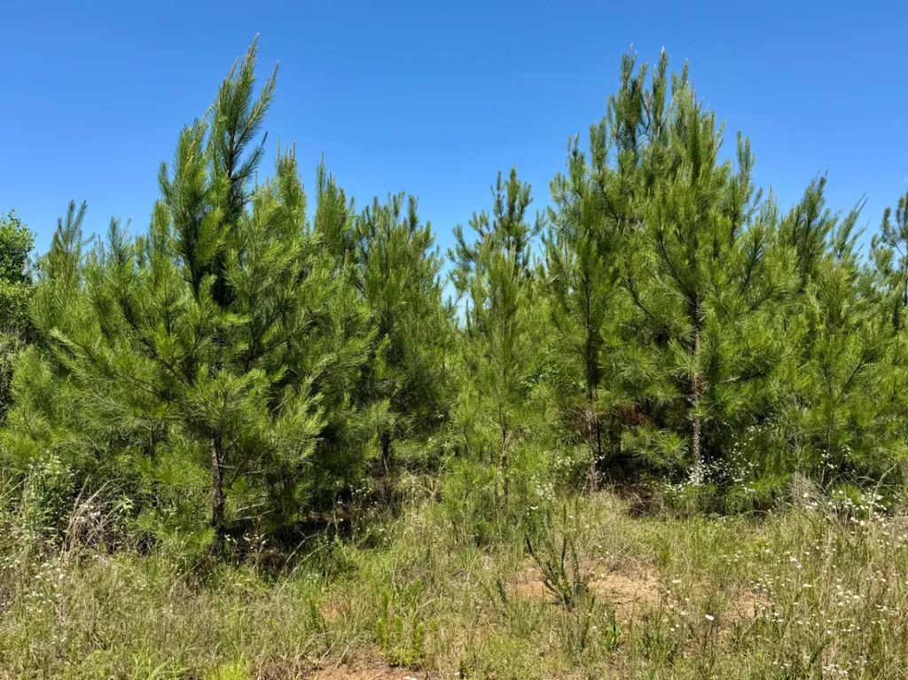 000 Private Road Berry Road Valley Grande AL 36701