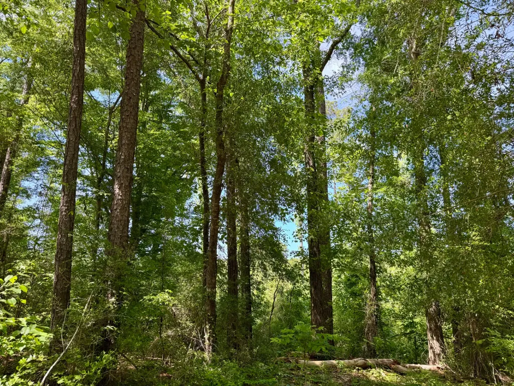 0 Berry Road Valley Grande AL 36701