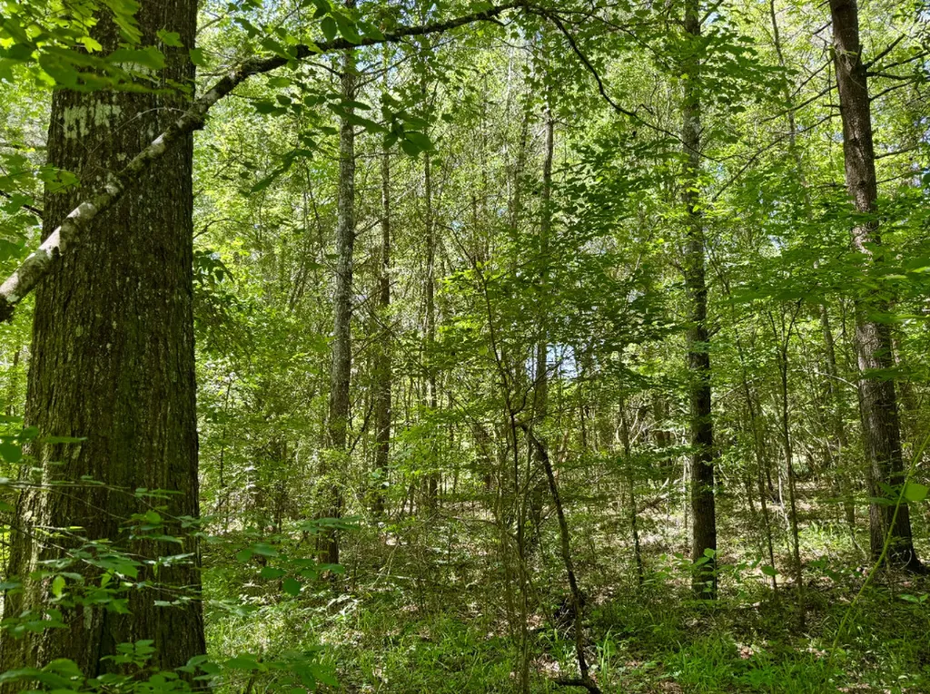 0 Berry Road Valley Grande AL 36701