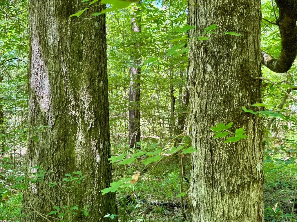 0 Berry Road Valley Grande AL 36701