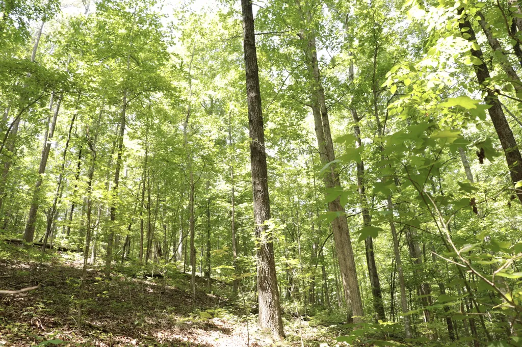 0 Cr-66 Goodwater AL 35072