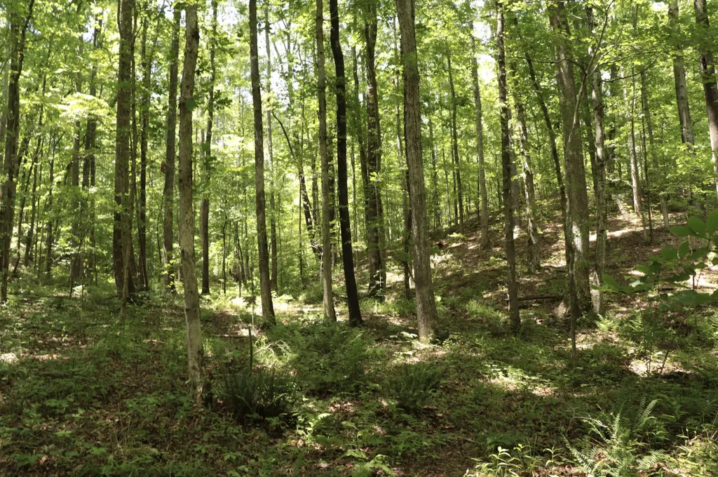 0 Cr-66 Goodwater AL 35072