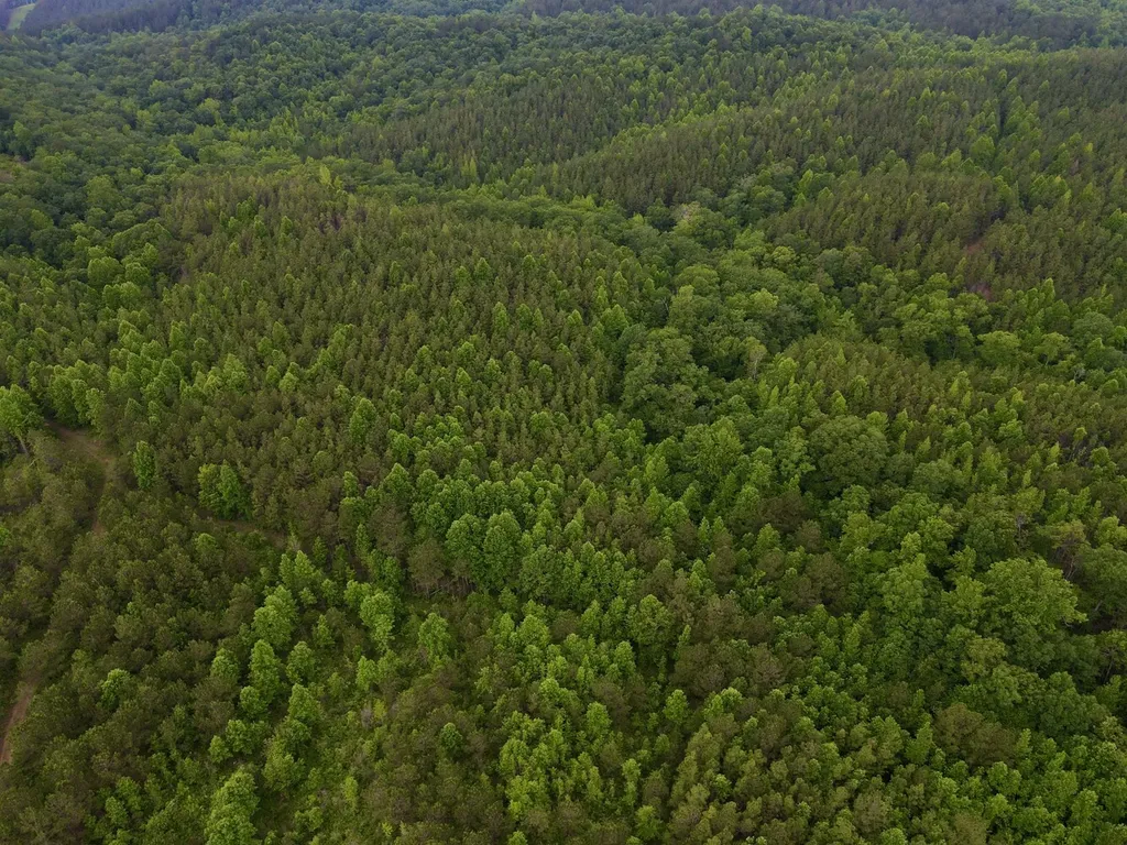 0 Cr 77 Ashland AL 36251