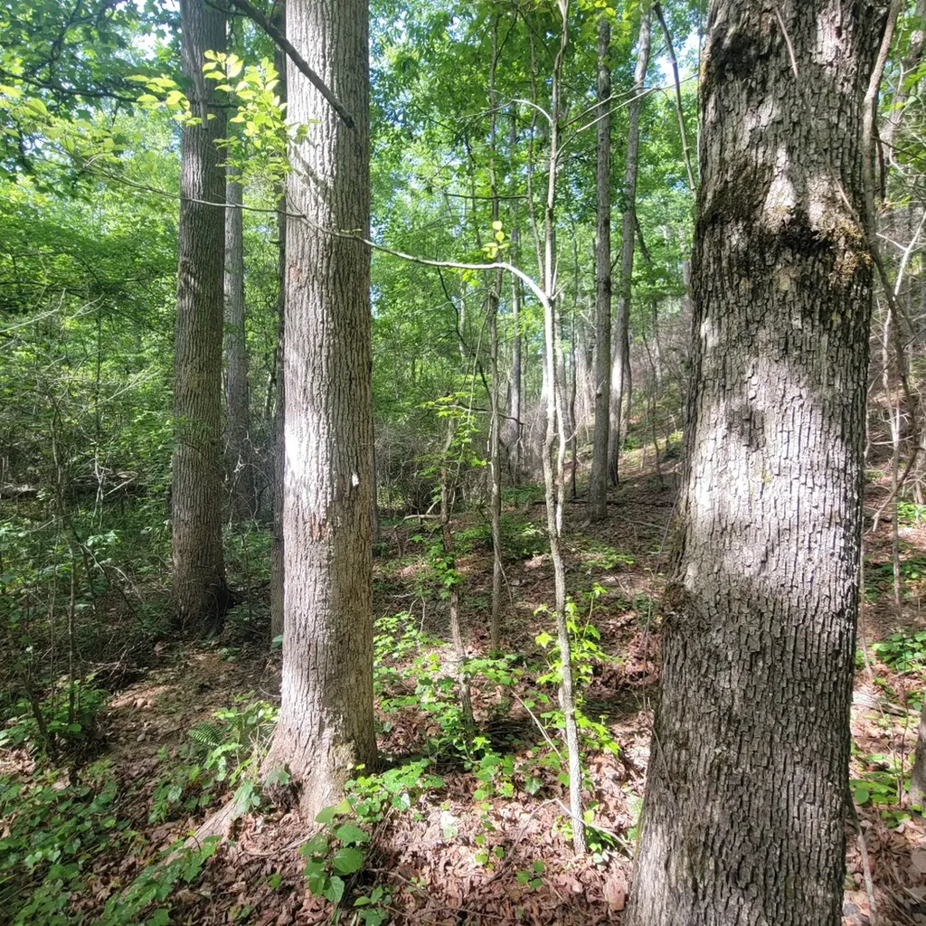 0 Cr 77 Ashland AL 36251