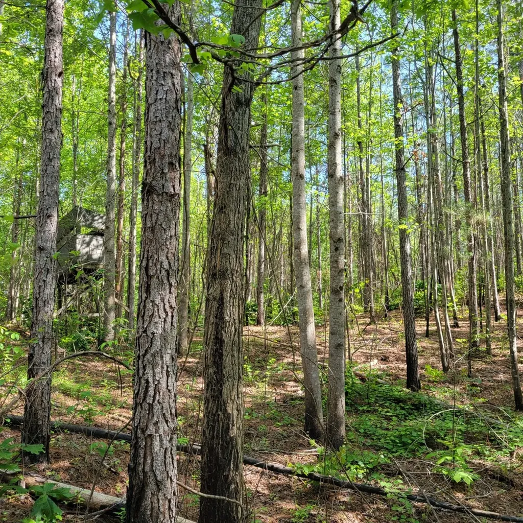 0 Cr 77 Ashland AL 36251