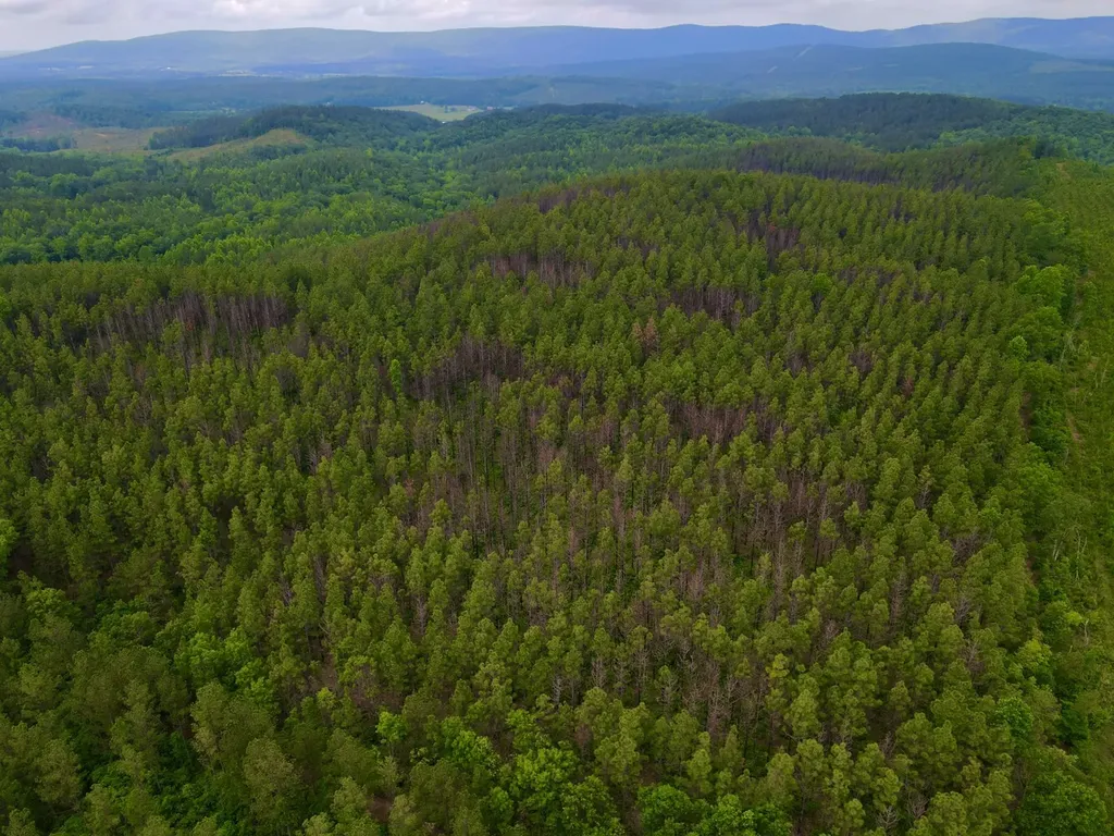 0 Cr 77 Ashland AL 36251