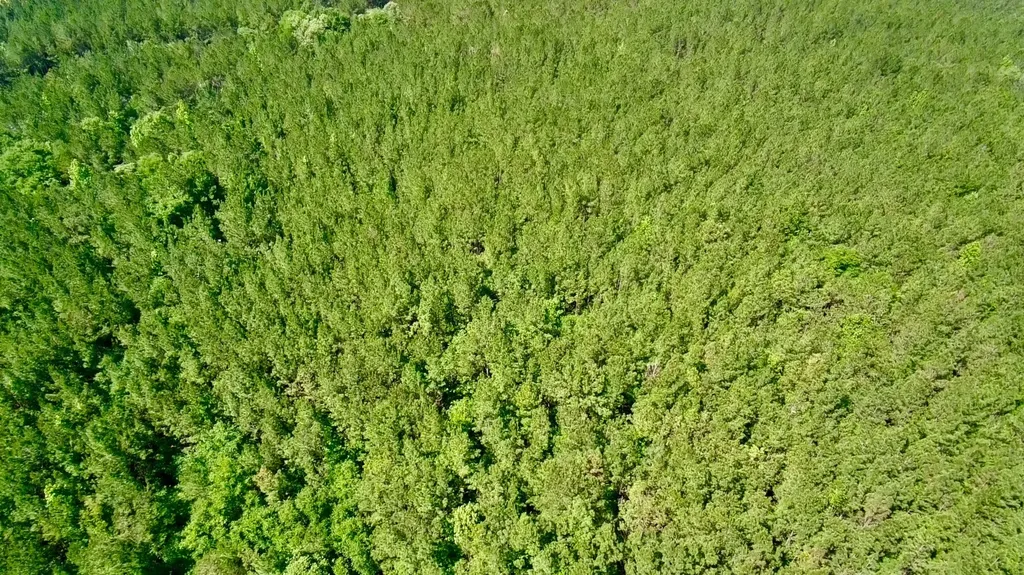 000 Pebble Cove Road Abbeville AL 36310