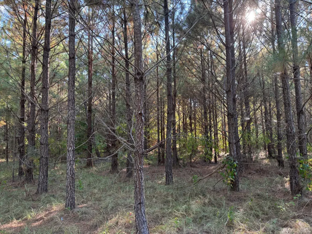 0 County Road 63 Furman AL 36768