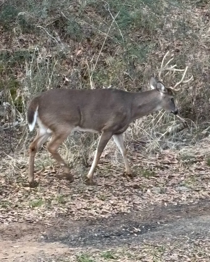 0 Heritage Hill Road Tuskegee AL 36083