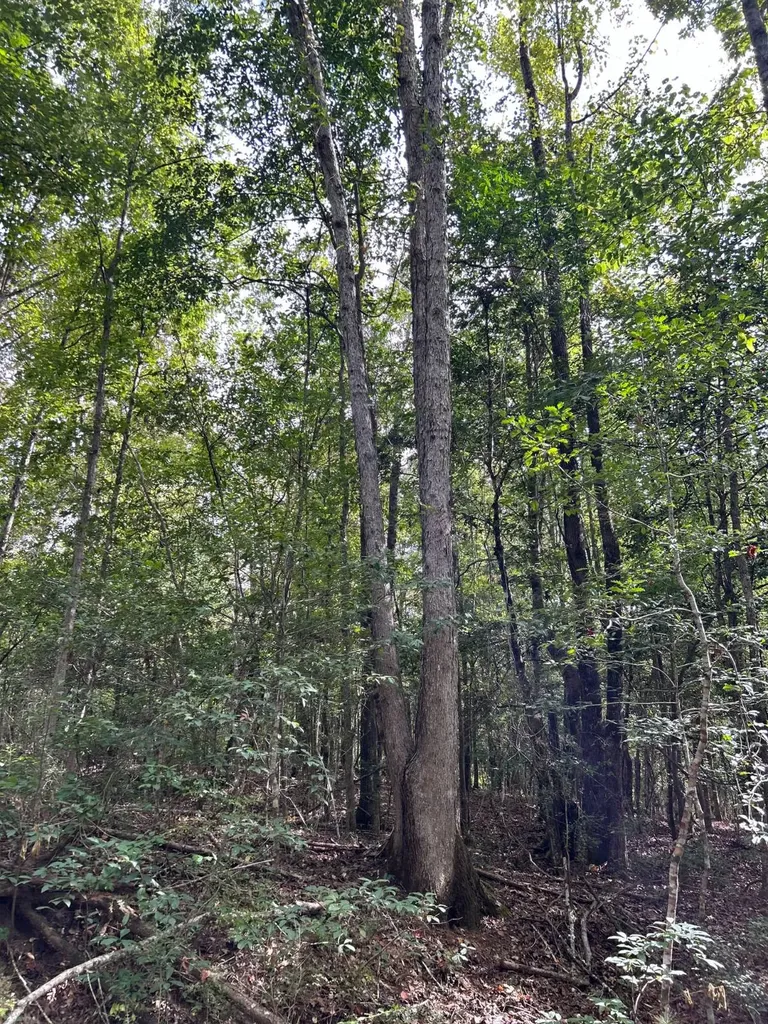 0 Rose Hill Road Rose Hill AL 35578