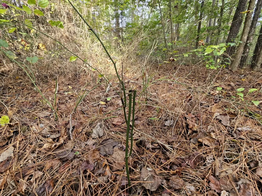 0 County Road 2 Hamilton AL 35570