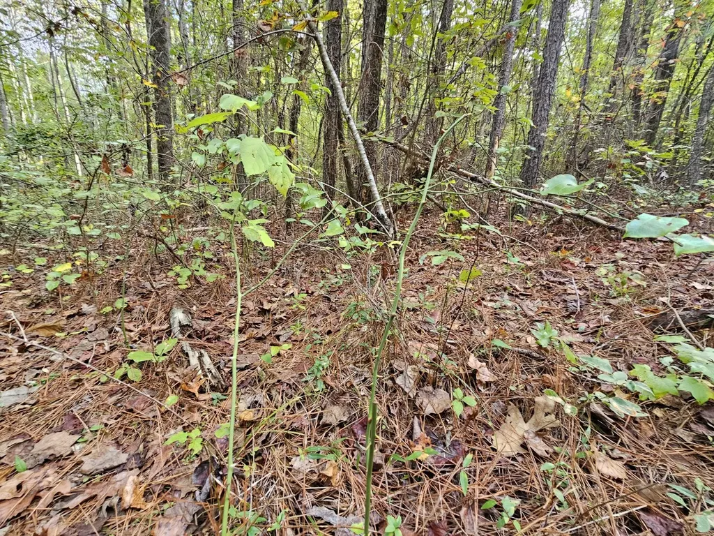 0 County Road 2 Hamilton AL 35570