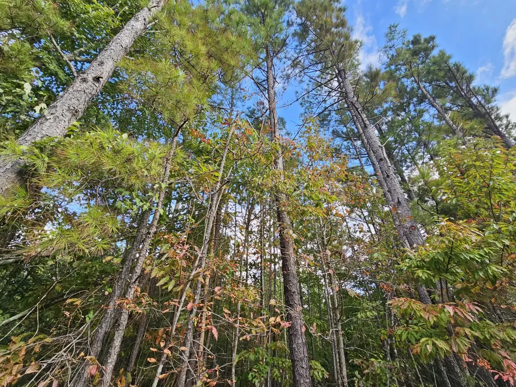 0 County Road 2 Hamilton AL 35570