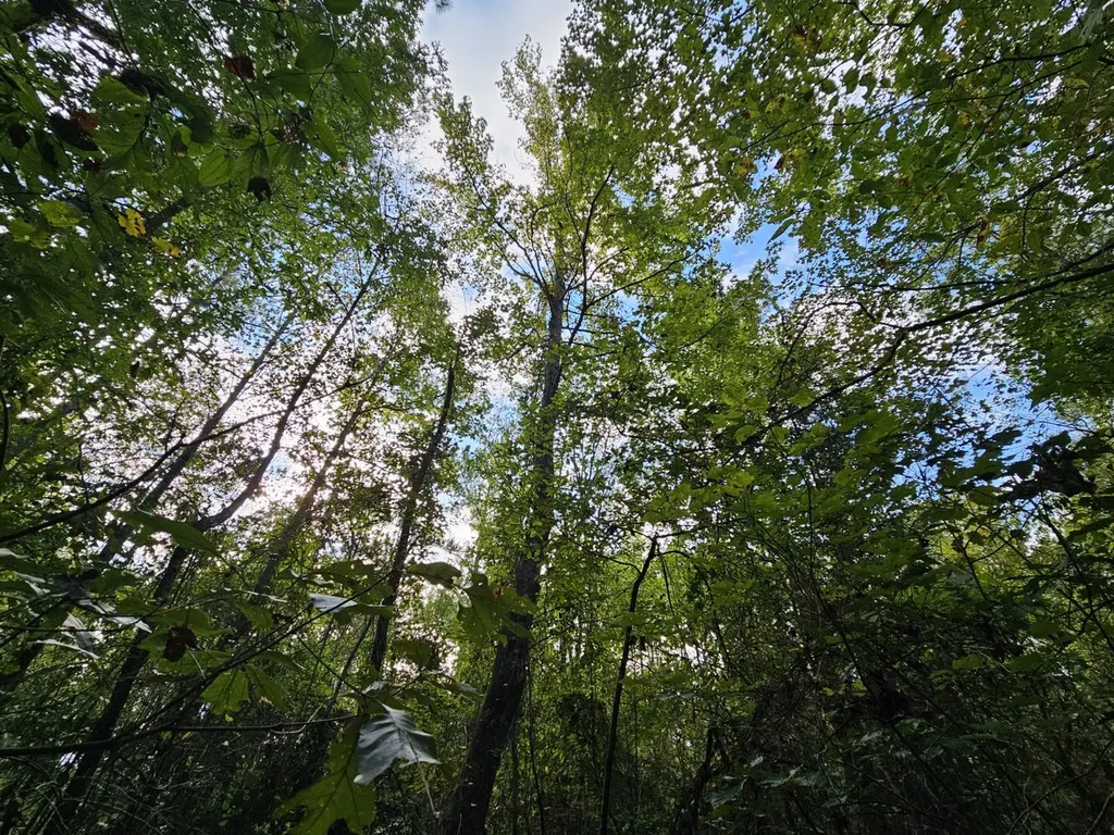 0 County Road 2 Hamilton AL 35570